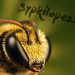 sypkilopez