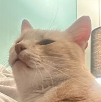boomer_